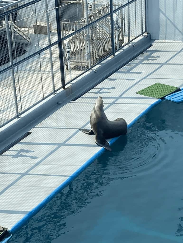 sea lion seward sealife center