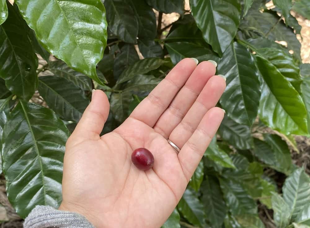 cherry coffee bean