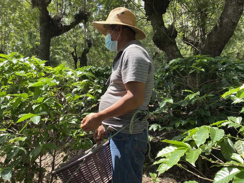 picking coffee beans with baskets