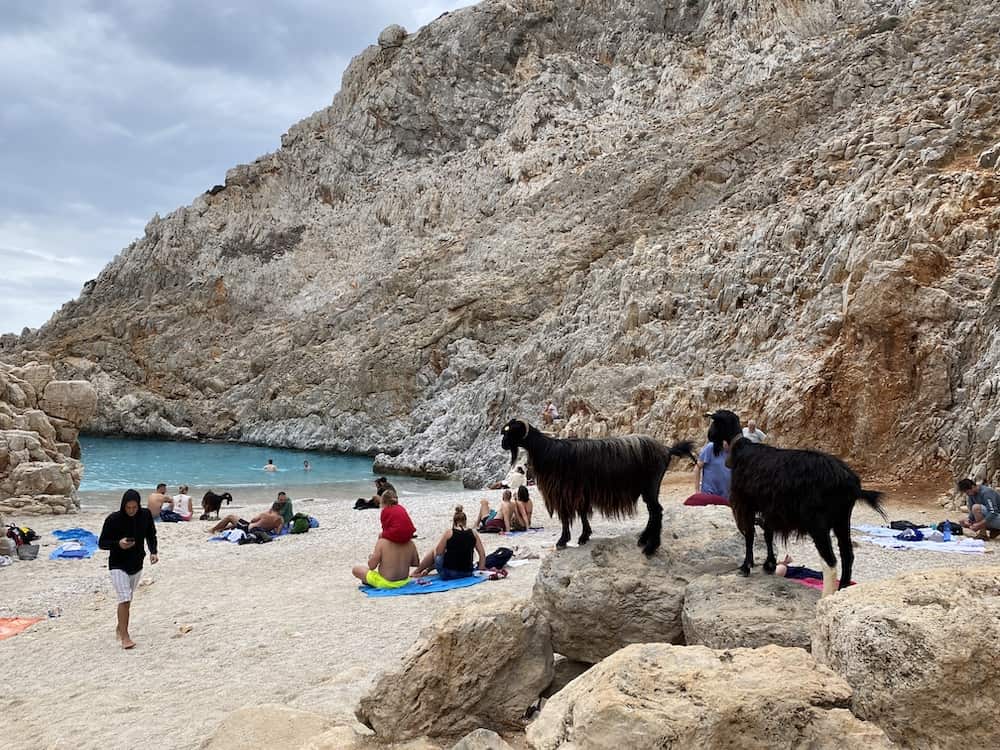 mountain goats crete